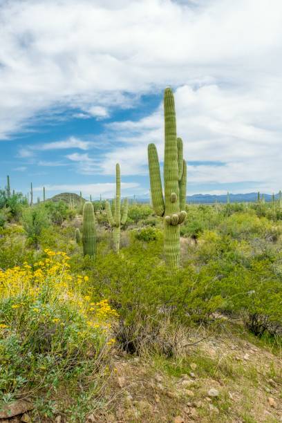 hermosos paisajes de diferentes cactus y flores silvestres en el desierto de sonora en las afueras de tucson, arizona - hedgehog cactus tucson cactus plant fotografías e imágenes de stock