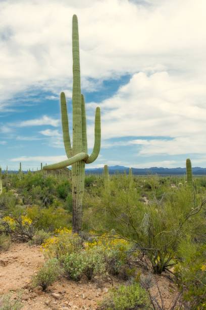 hermosos paisajes de diferentes cactus y flores silvestres en el desierto de sonora en las afueras de tucson, arizona - hedgehog cactus tucson cactus plant fotografías e imágenes de stock