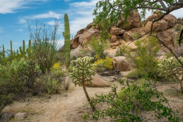 hermosos paisajes de diferentes cactus y flores silvestres en el desierto de sonora en las afueras de tucson, arizona - hedgehog cactus tucson cactus plant fotografías e imágenes de stock