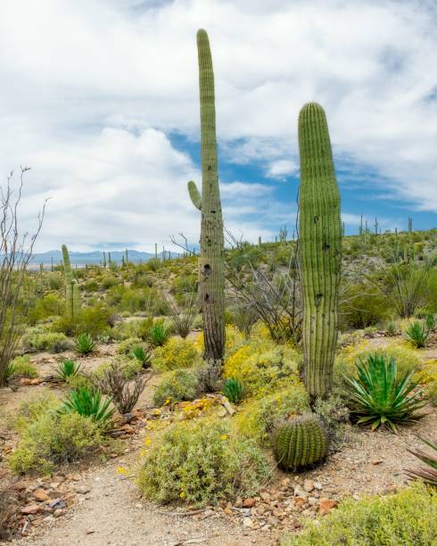 hermosos paisajes de diferentes cactus y flores silvestres en el desierto de sonora en las afueras de tucson, arizona - hedgehog cactus tucson cactus plant fotografías e imágenes de stock