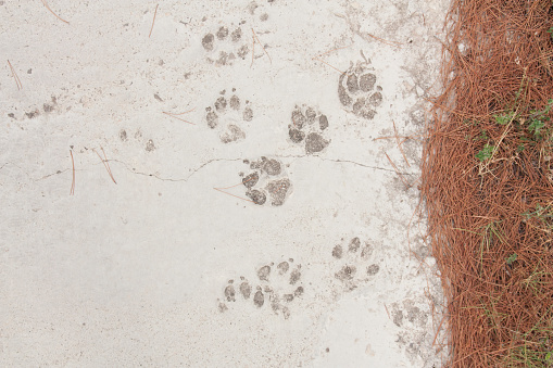 Dog footprint on the earth. cat or dog paws photo