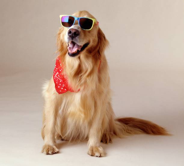 hermosa foto de un golden retriever con gafas de sol frescas y un pañuelo rojo - golden retriever bandana dog handkerchief fotografías e imágenes de stock