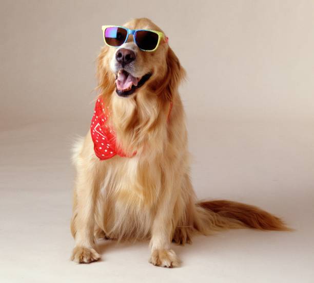 beautiful shot of a golden retriever wearing cool sunglasses and a red handkerchief - golden retriever bandana dog handkerchief imagens e fotografias de stock