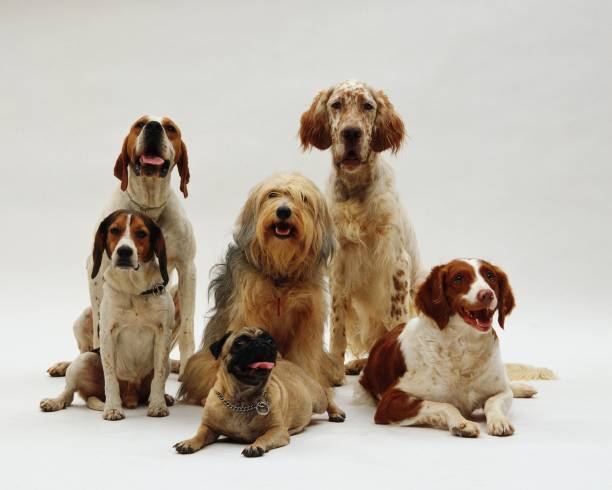 istock Beautiful shot of different dog breeds resting on a white surface with a white background 1438352108