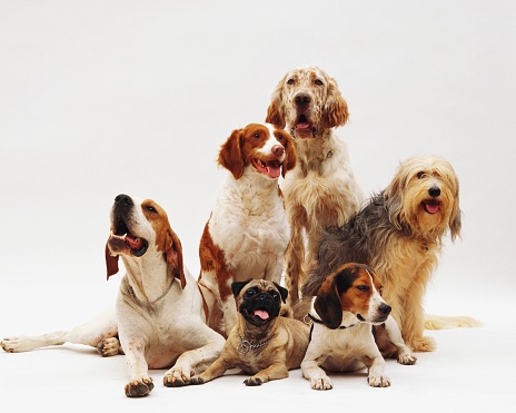 A beautiful shot of different dog breeds resting on a white surface with a white background