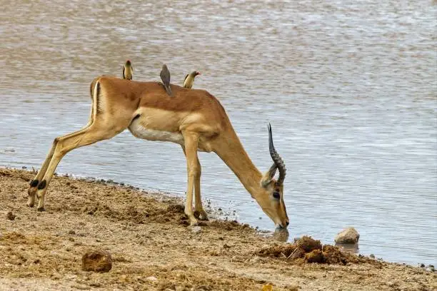 A beautiful shot of an antelope drinking water on the lake while oxpecker birds riding on its back