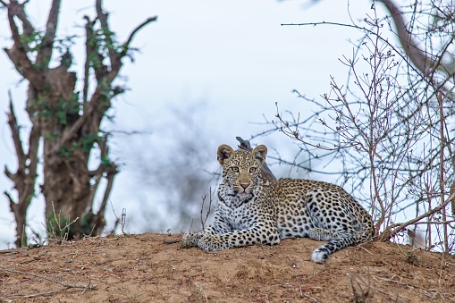 A shallow focus shot of a leopard resting on the ground with a blurred background