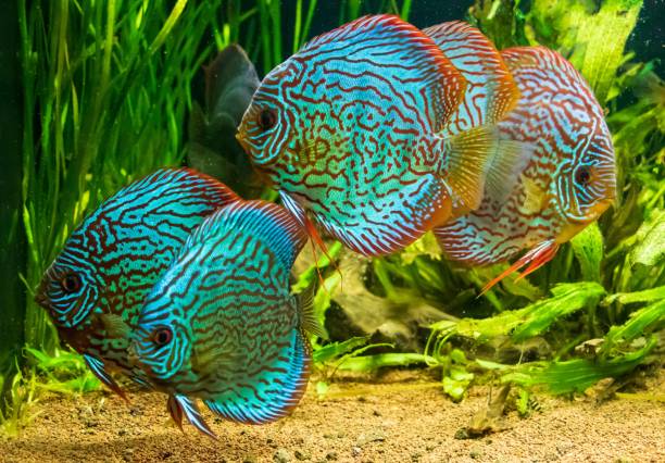 istock Brown Discuses swimming in an aquarium 1438352512