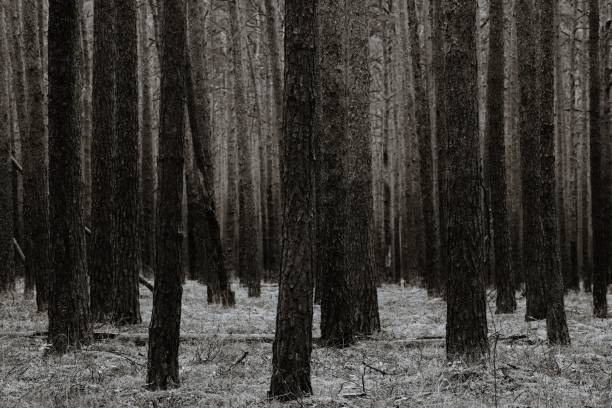 istock Grayscale of Wald forest in Schwarzweiss 1438352543