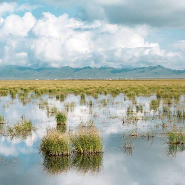 istock Shallow pond with plants growing in it and a blue cloudy sky 1438352834