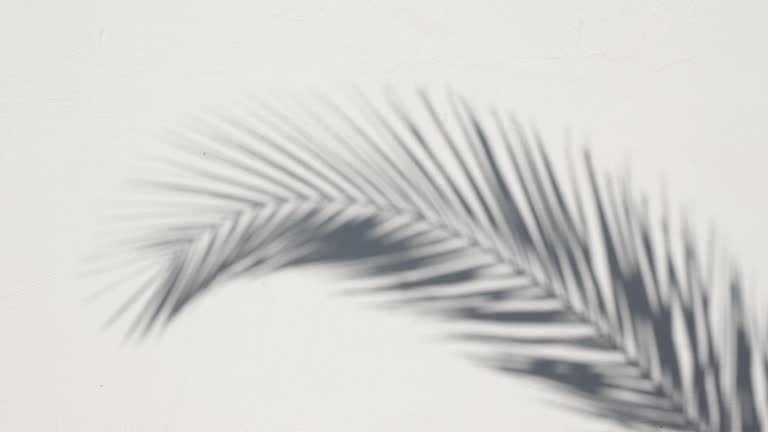 Exotic palm leaf motion