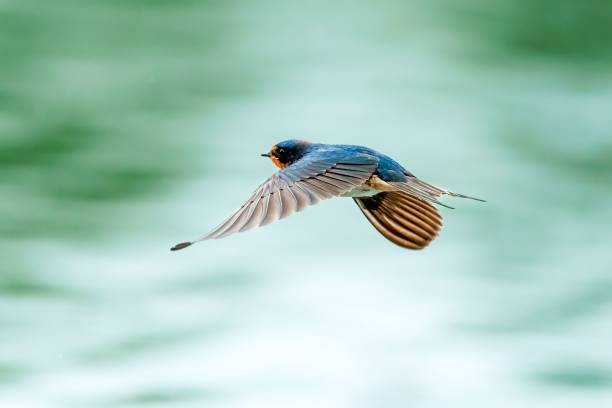 istock Low angle shot of a barn swallow bird flying in a clear sky 1438353045