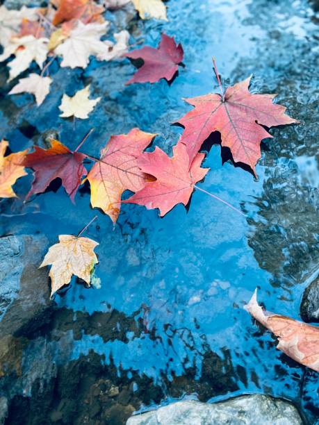 istock Vertical of red fallen leaves, autumn foliage on a reflecting water surface 1438353442