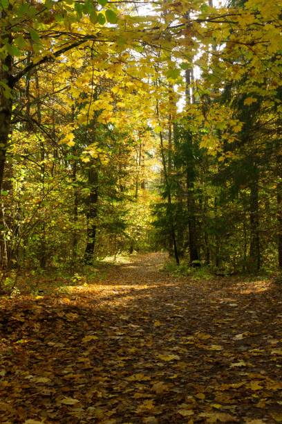 istock Vertical view of a path covered in autumn leaves in a forest 1438353577