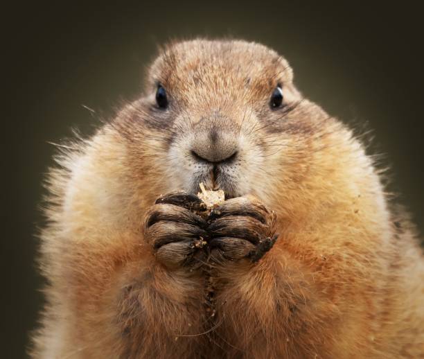 A closeup shot of a groundhog eating