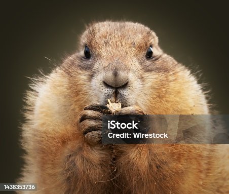istock Closeup shot of a groundhog eating 1438353736
