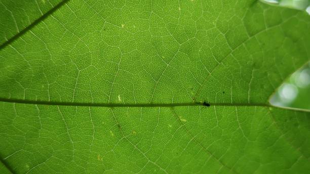 istock Macro picture of a green leaf under the sunlight with a blurry background 1438353909