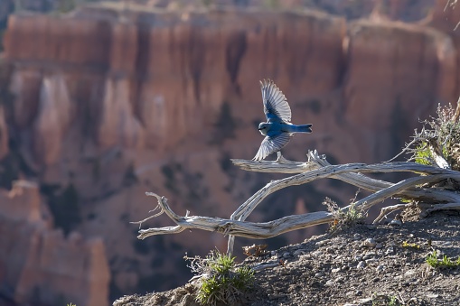 A flying bluebird with canyons under the sunlight on the blurry background in Utah