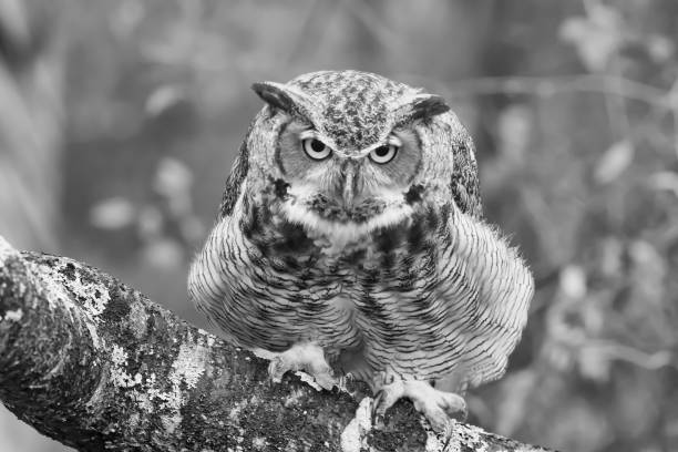 istock Greyscale closeup of a black horned owl on a tree branch with a blurry background 1438354468