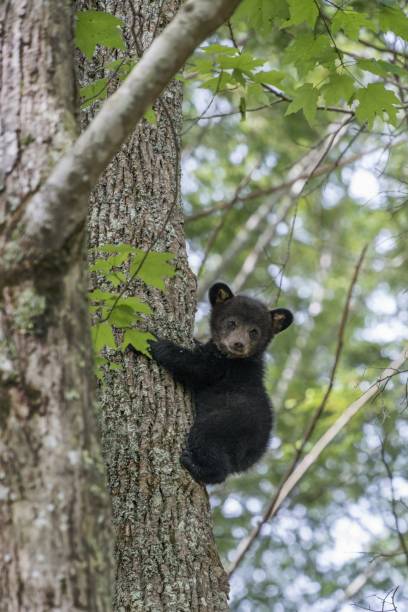 istock Vertical picture of a small black bear climbing a tree in a forest under the sunlight 1438354515