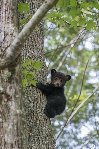 A vertical picture of a small black bear climbing a tree in a forest under the sunlight