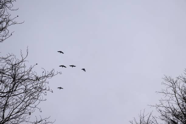 istock Low angle view of birds flying above bare trees under a cloudy sky at daytime 1438354532
