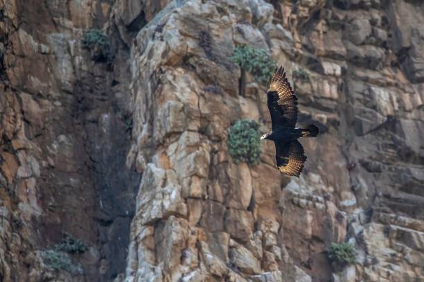 istock Eagle flying in high mountain with rocks and wild stones 1438354554