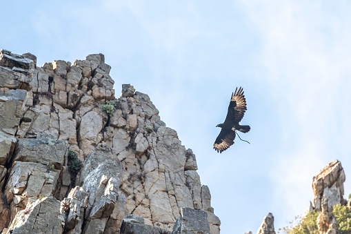 An eagle flying on the high mountain with rocks and wild stones
