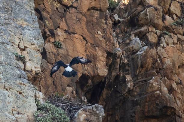 istock Eagle flying on the high mountain with rocks and wild stones 1438354584