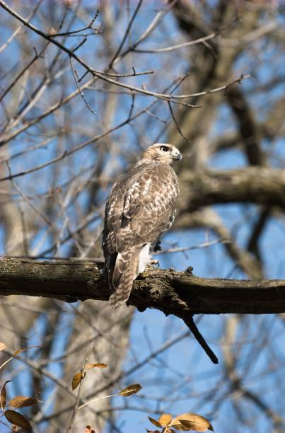 istock Red-tailed hawk perching on a tree branch against a blurred background 1438354692