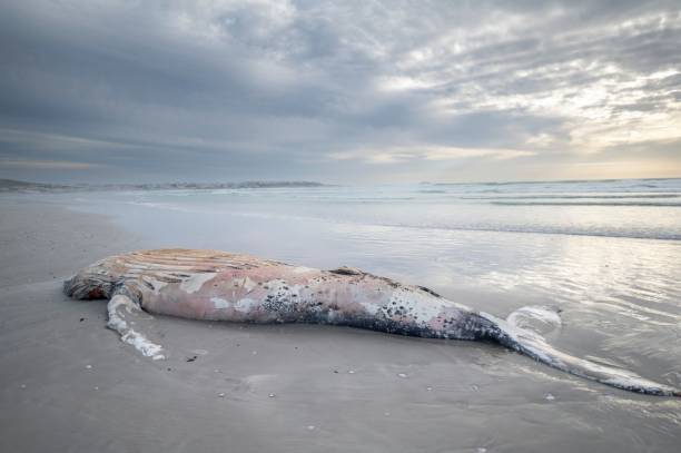 istock Dead whale in the beach and the seascape 1438354813