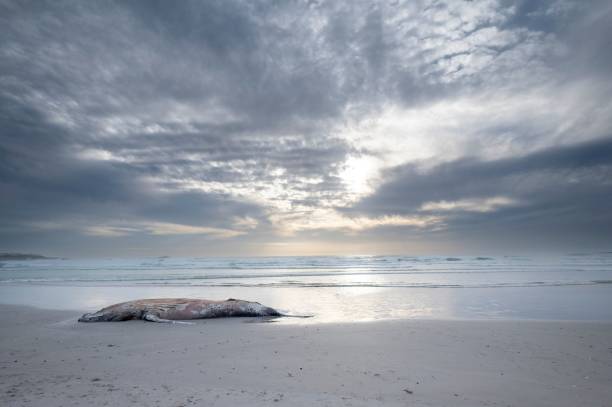 istock Dead whale in the beach and the seascape 1438354824