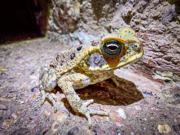 istock Closeup shot of common toad on stone 1438354942