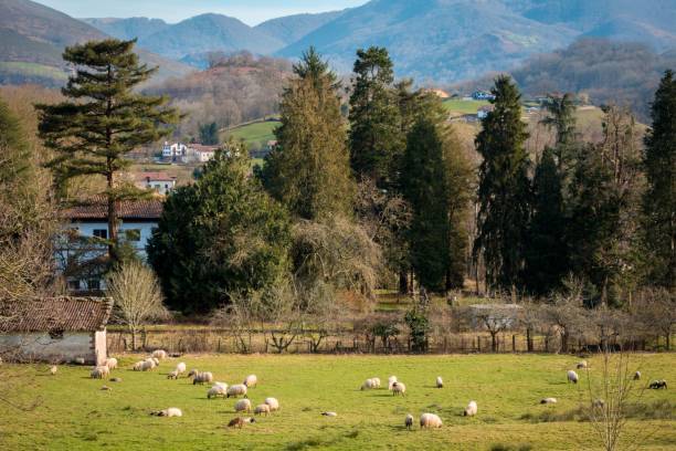 istock Sheeps grazing in a green field during daytime 1438355180