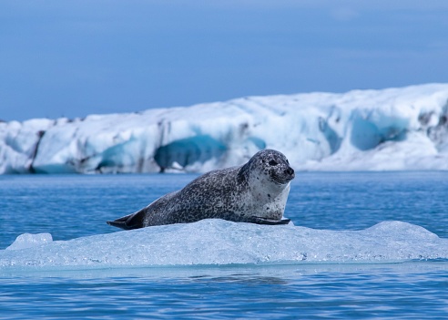 A harbor seal on a piece of ice floating on the water's surface.