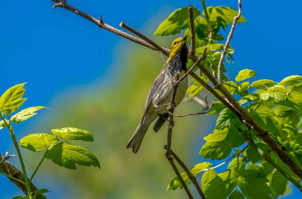 istock Black-throated Green warbler (Setophaga virens) 1438355278