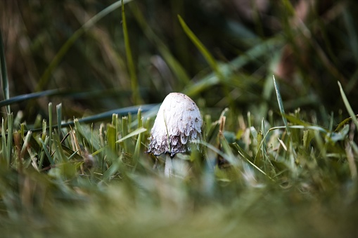 A selective focus shot of wild mushroom in the forest