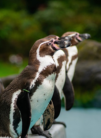 A vertical of three Humboldt penguins standing in line