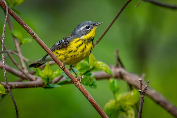 istock Magnolia Warbler  (Setophaga magnolia 1438355457