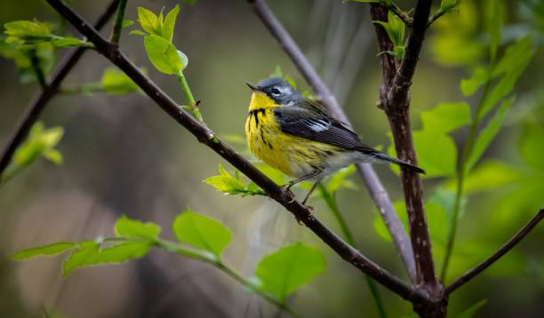 istock Magnolia Warbler  (Setophaga magnolia 1438355462