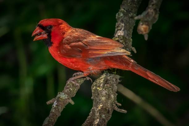 istock Northern Cardinal (Cardinalis cardinalis 1438355463