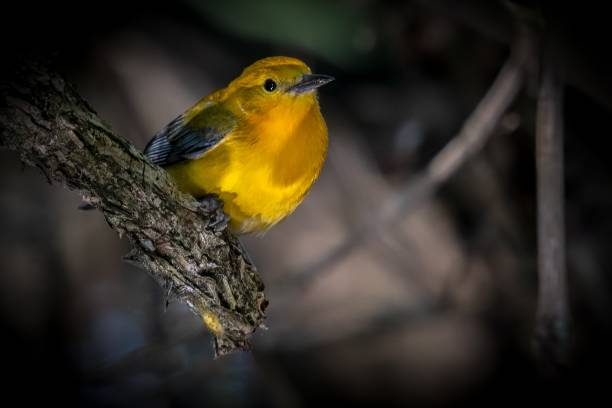 istock Prothonotary Warbler  (Protonotaria citrea 1438355469