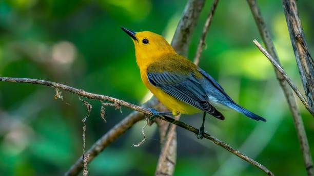 istock Prothonotary Warbler  (Protonotaria citrea 1438355477