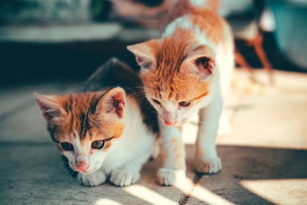 istock Ginger Aegean cats, Felis catus next to each other under sunlight 1438355524