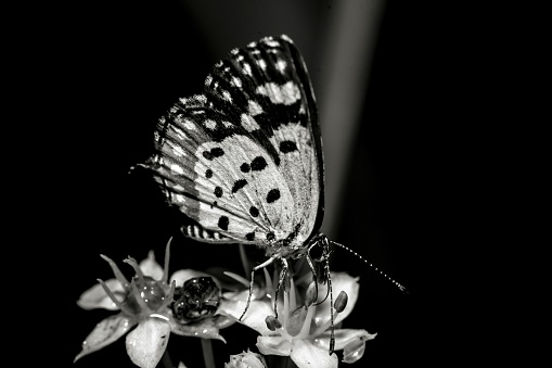 A closeup grayscale of a Talicada, Lycaenidae butterfly standing on a flower