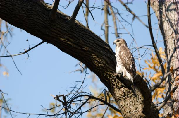 istock Closeup of a red-tailed hawk (Buteo jamaicensis) perched to a branch 1438355746