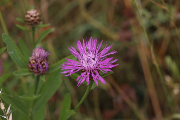 istock Macro of thistle flowers in a field 1438355793