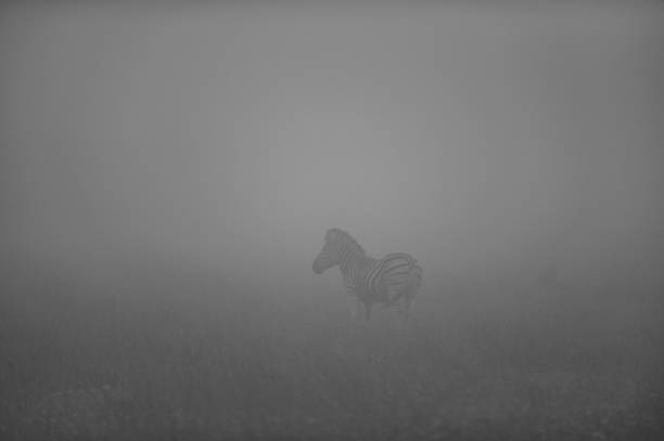Safari at Gondwana Game Reserve