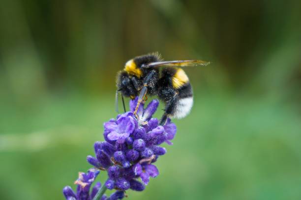 istock Selective focus shot of a bumblebee sitting on a lavender 1438356772