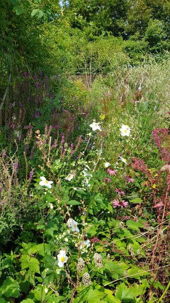 istock View on wild flower meadow 1438357046